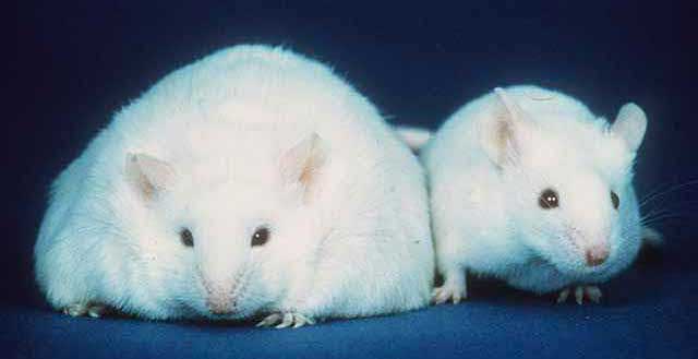 Herbs, diabetes and our fat storage gene