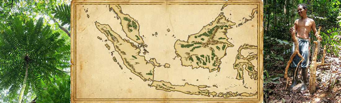 Tongkat Ali Frequently Asked Questions