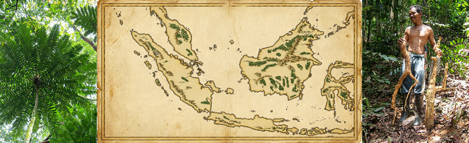 Tongkat Ali Frequently Asked Questions