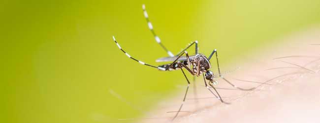 Papaya Leaf and Dengue