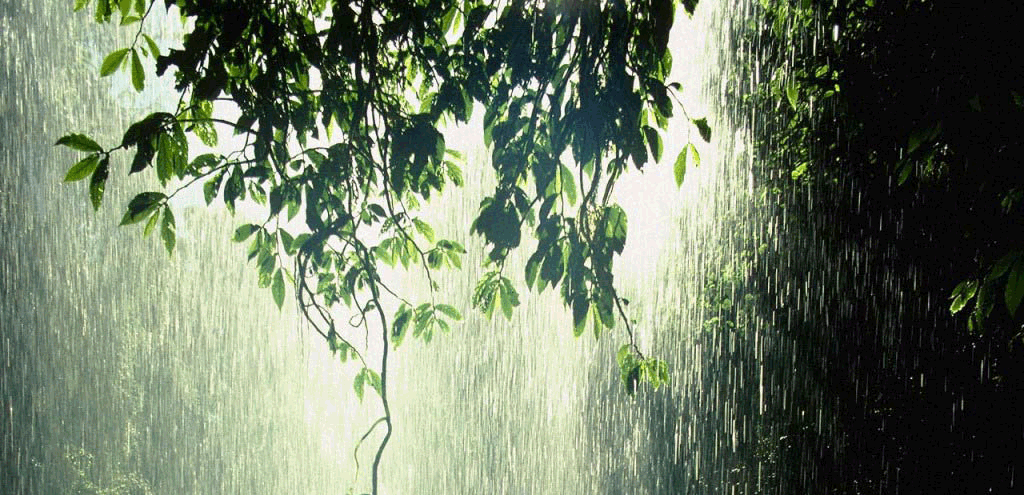 What do the rainforests give us?