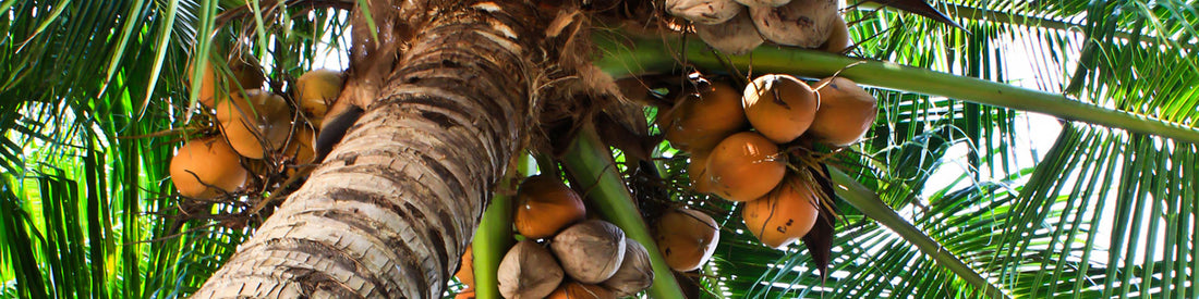 The slow return of Coconut Oil to Malaysian kitchens