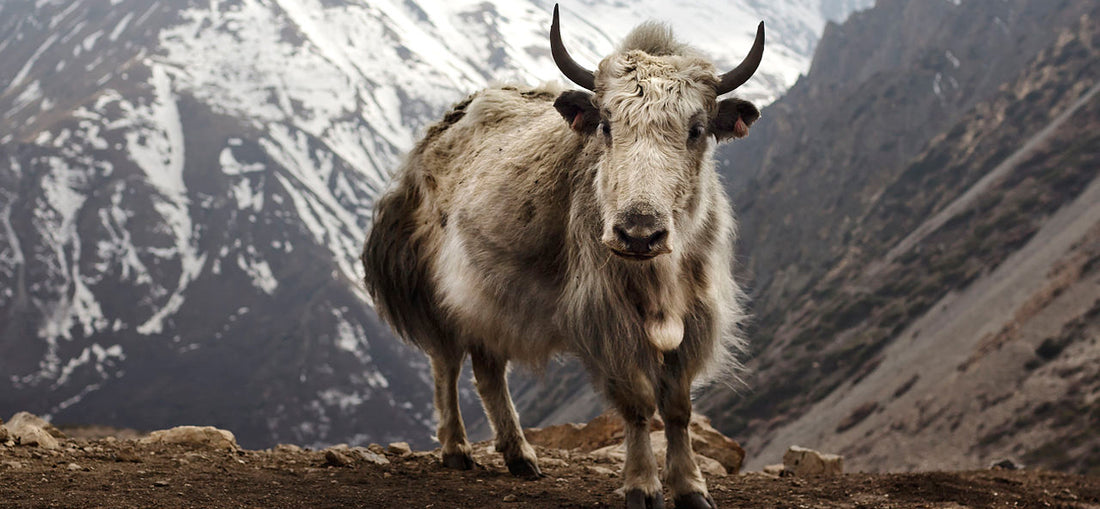 What does Yak Butter Tea, an ancient drink of Himalayan Tibetans, have in common with coconuts?