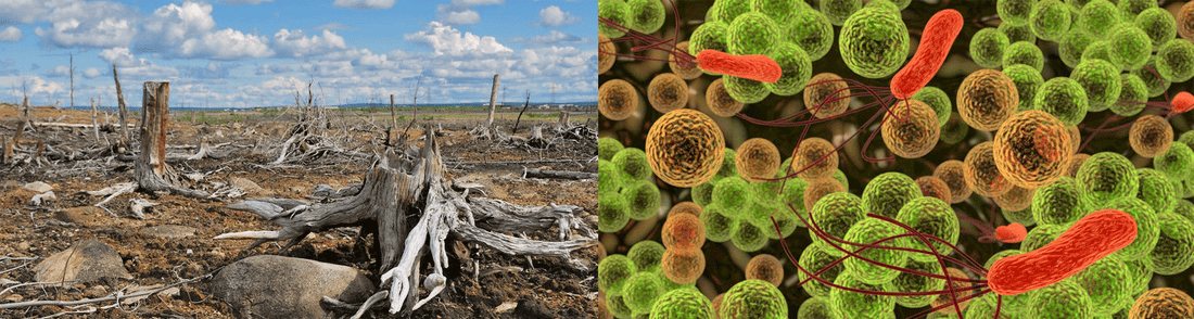 MCT Oil, your intestinal microbiome and prevention of a leaky gut