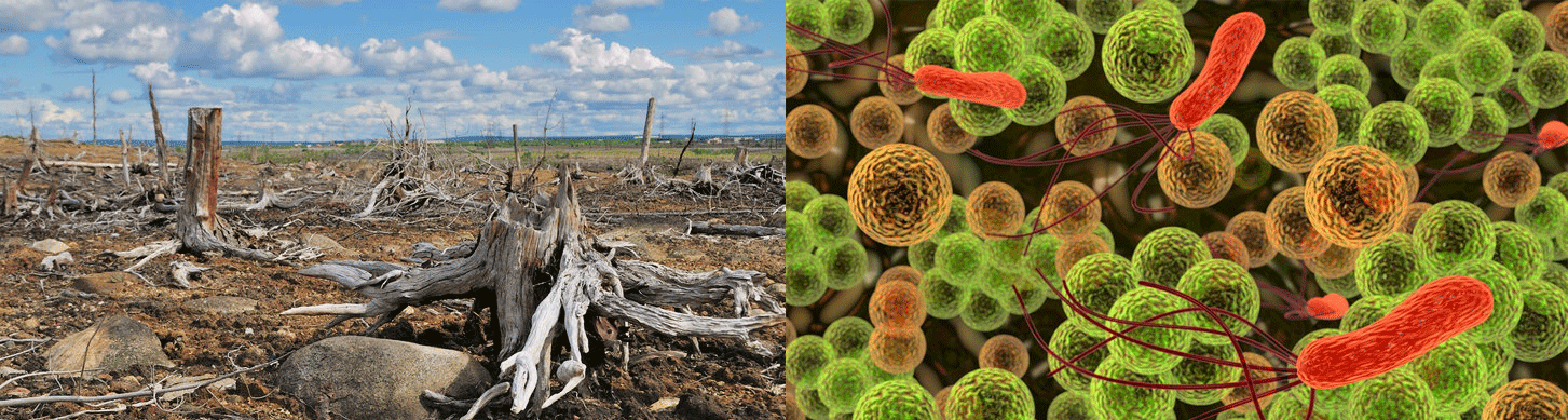 MCT Oil, your intestinal microbiome and prevention of a leaky gut