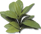 Kacip Fatimah Pueraria Tea 25's - Rainforest Herbs
