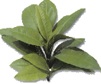 Kacip Fatimah Pueraria Tea 25's - Rainforest Herbs
