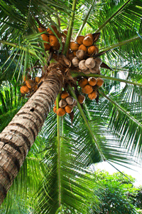 Buy Organic Virgin Coconut Oil in Malaysia